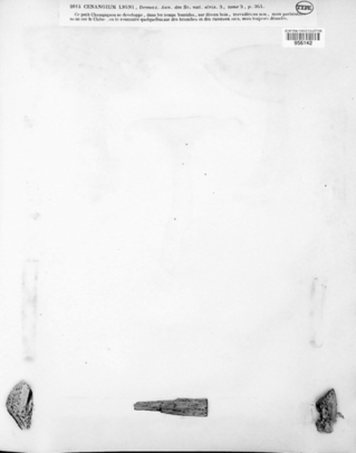 Mollisia ligni image